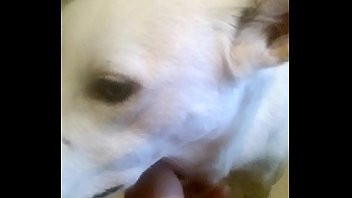 Play Whoever complained about my relations with my dog&comma; should understand that I am the perfect dog owner and the dogs are happy&period; The accuzationz are zlander